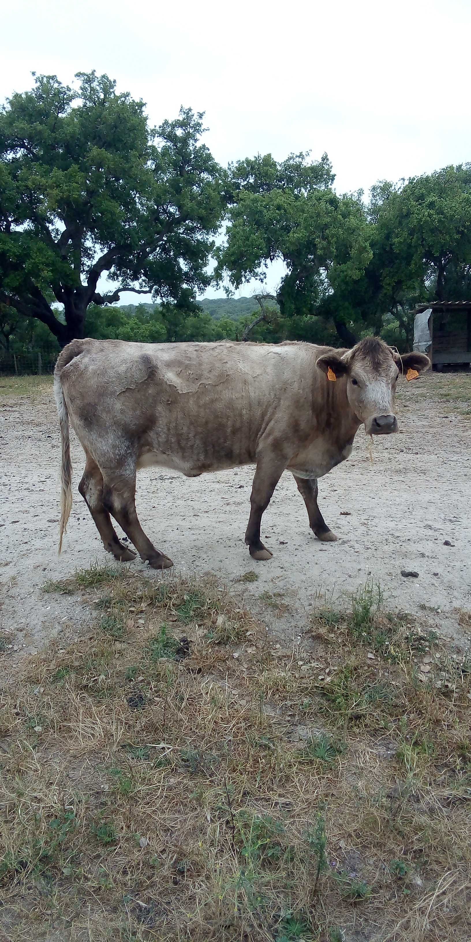 Vacas cruzadas de Angus