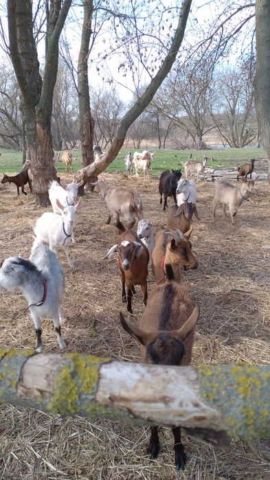 Кози Сімейна ферма.Розведення,утримання,продажа.