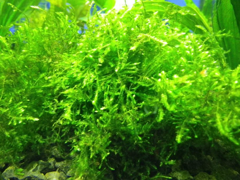 Акваріумні мохи рослини коряги все до акваріума