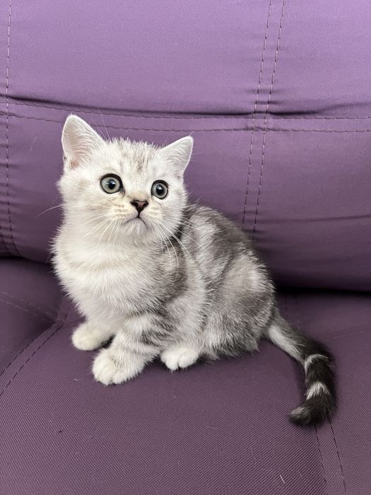 Чисокровне шиншилове кошеня тигрового окрасу, хлопчик