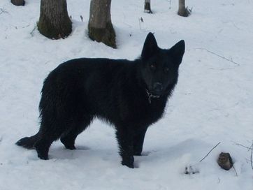 Owczarek Niemiecki Czarny