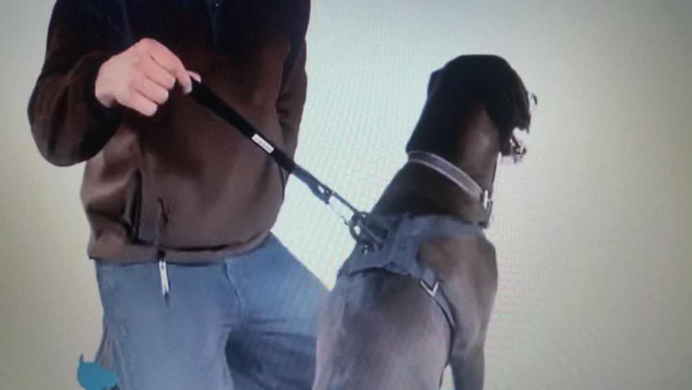 Szelki Buty dla psa przewodnika oraz do Auta Bergan Dog Safety Harness