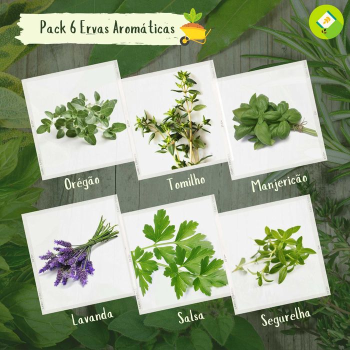 Pack de 6 pacotes de sementes - Ervas Aromáticas