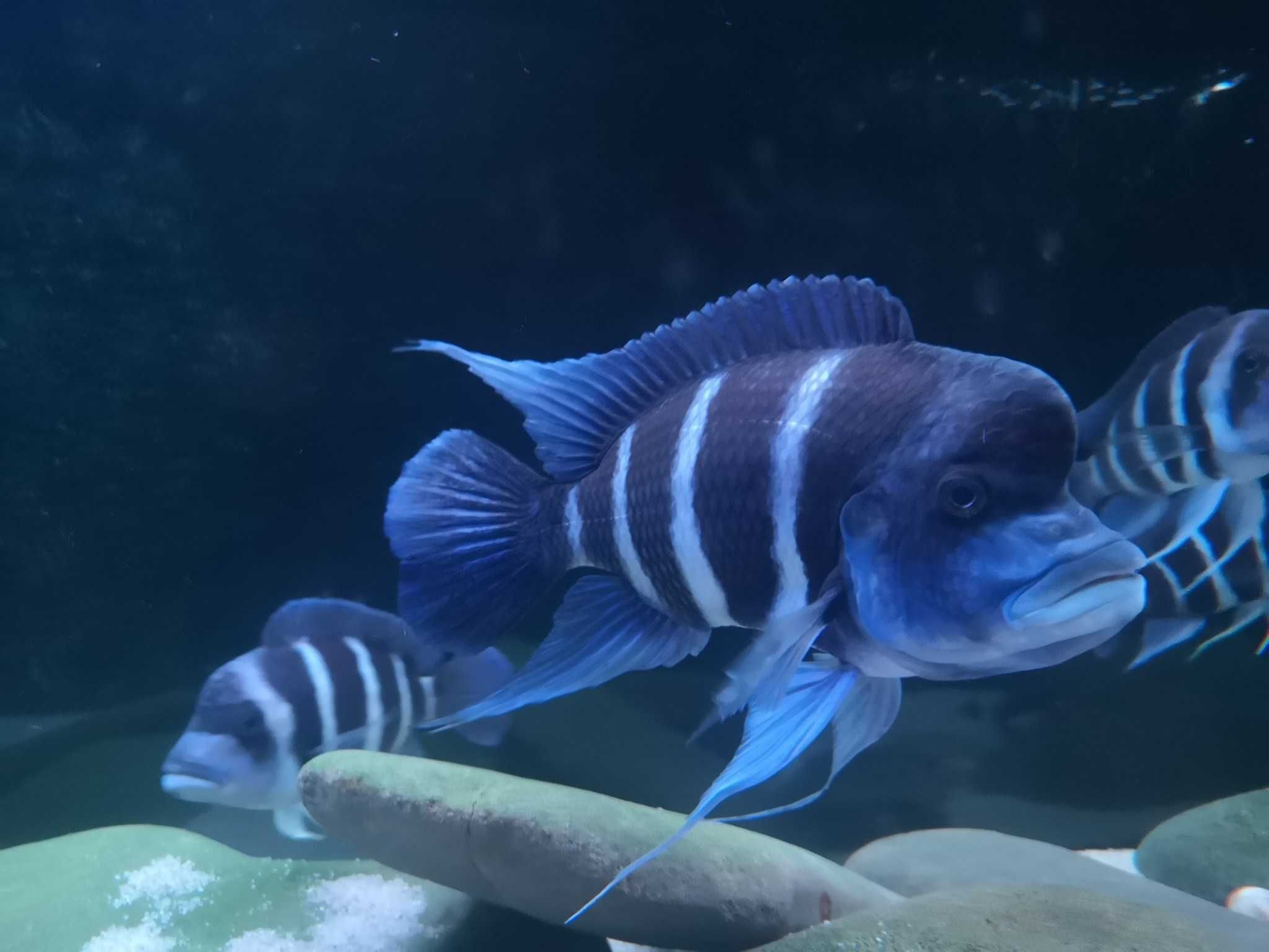 Rybki Cyphotilapia Frontosa Moba Blue Zaire