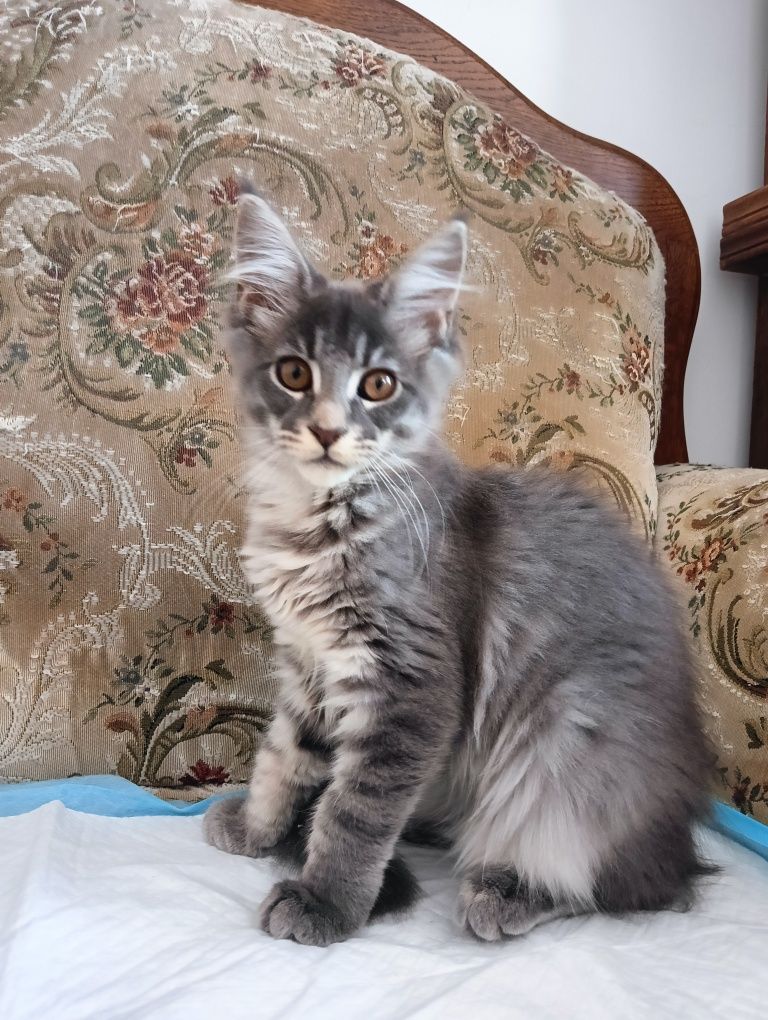 Maine coon masywna niebieska pręgowana koteczka z rodowodem FPL