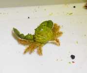 Mithraculus sculptus - krab - akwarium morskie