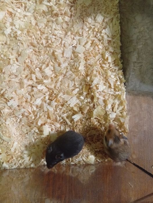 Sprzedam chomiki syryjskie zostały 2 sztuki