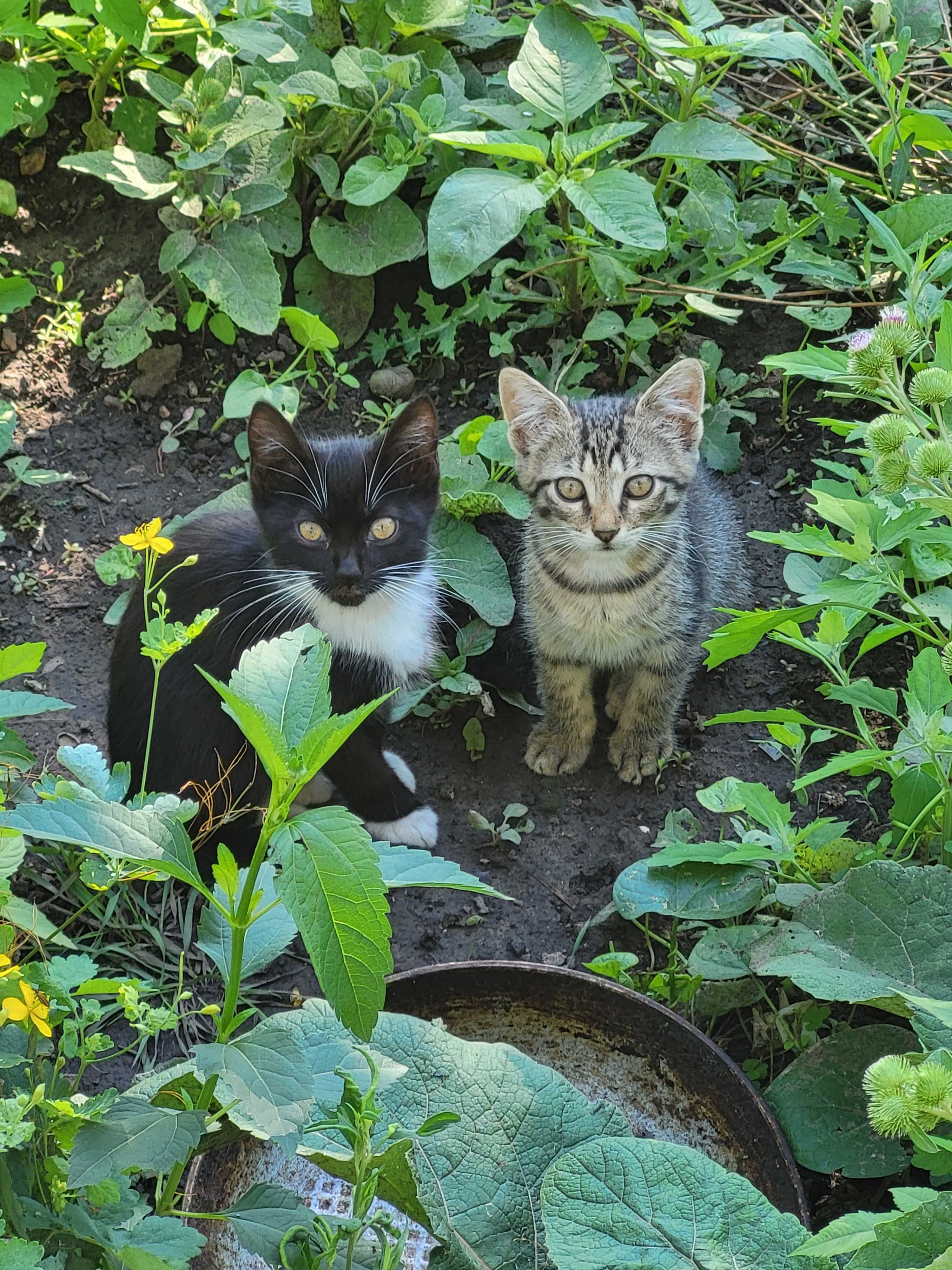 Котята ищут дом, отдам в хорошие руки