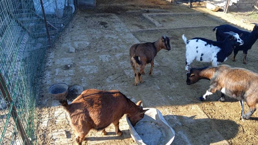 Камерунские карликовые козы