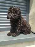 Cockapoo - Piesek