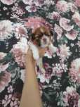 Shih tzu (suczka)