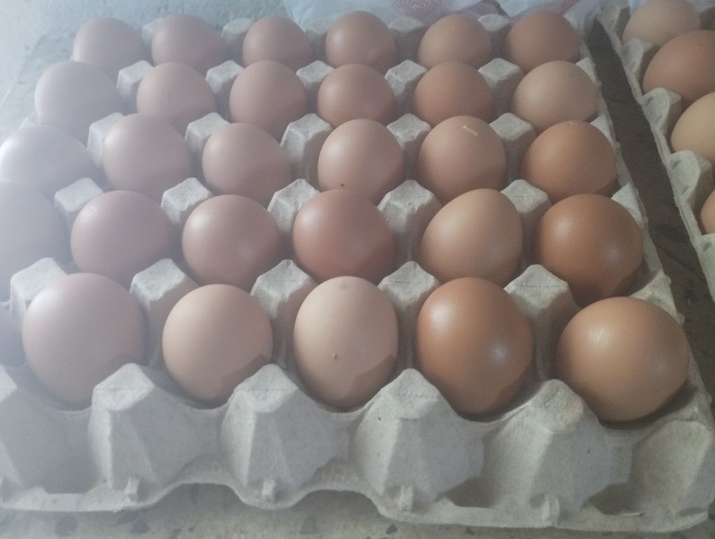 Galinhas felizes, ovos de qualidade! 2€50 a duzia