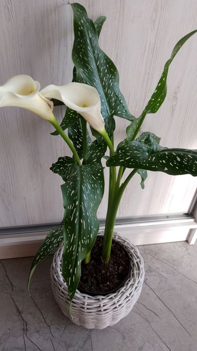 Гіпеаструм,калла біла