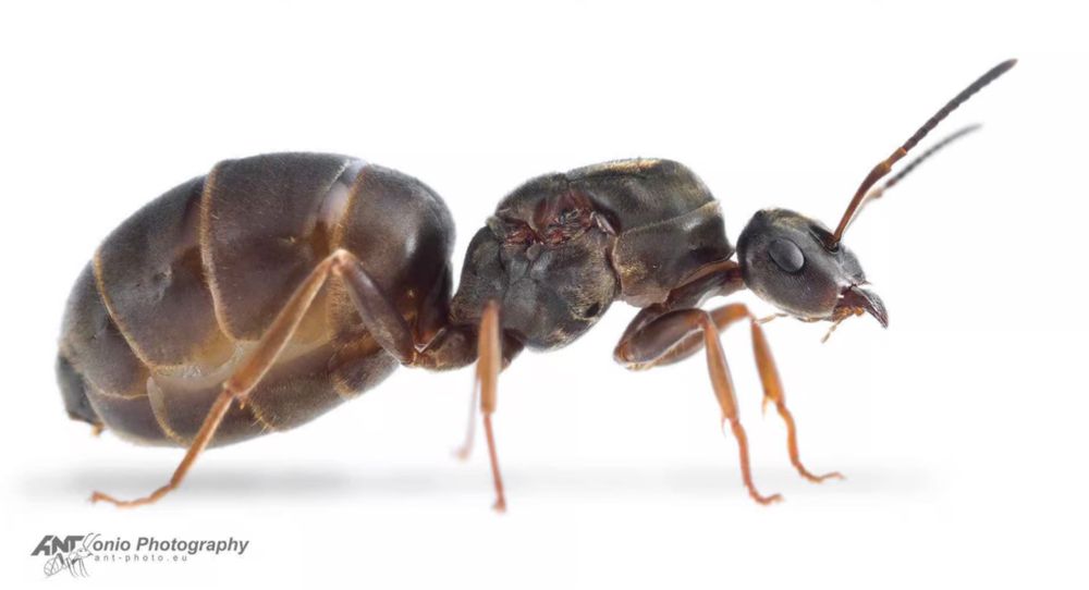 Lasius niger królowe