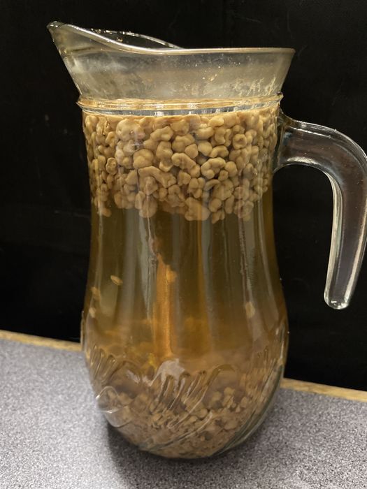 Doação de grãos de kerfir de água