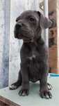 Cane Corso Italiano