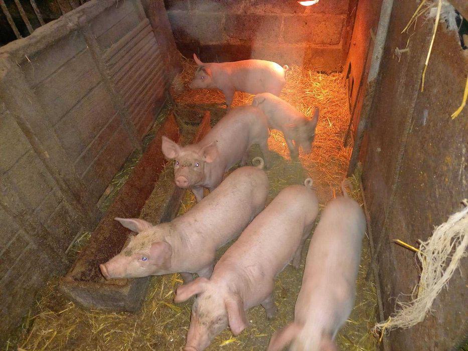 Продам поросят вес 20 кг !