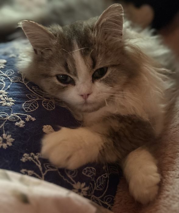 Ignacy zwany Krówciem  kocurek szkocki prostouchy PZF