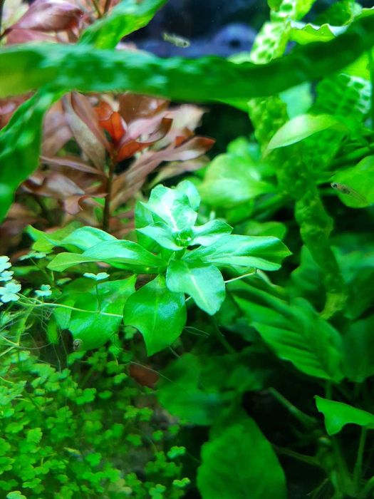 Kryptokoryna Ludwigia Rośliny Akwariowe