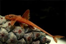 Loricario, Loricario Red - TINA ZOO ZABRZE