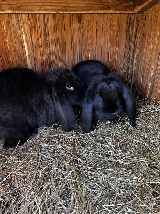 Króliki Baran Francuski