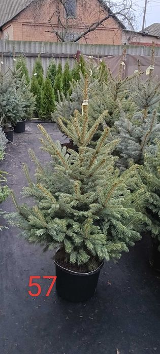 Ялинка блакитна Кейбаб Жива Ялинка в горщику на Новий рік Саджанці Туя