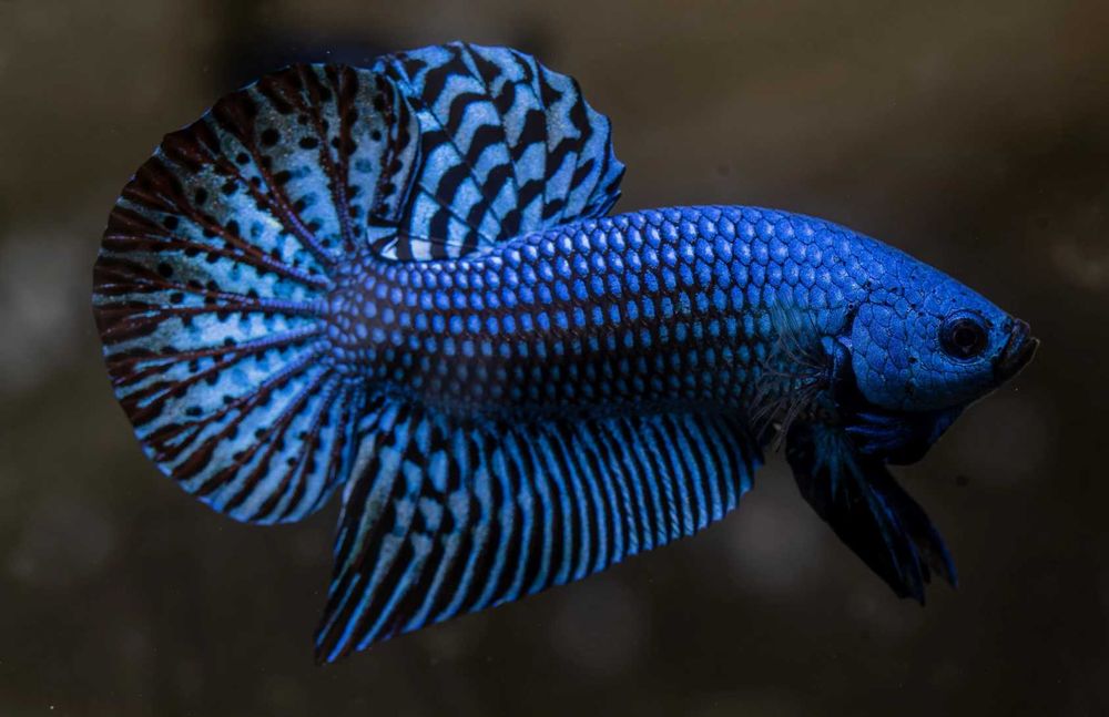 Bojownik alien - odmiana NIEBIESKA - PARA - 2 sztuki - BETTA - RARYTAS