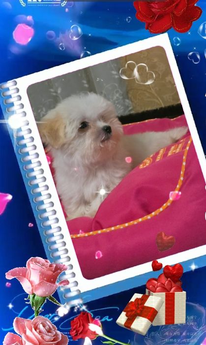 Продам Мальтипу Ф1  есть 4 девочки.