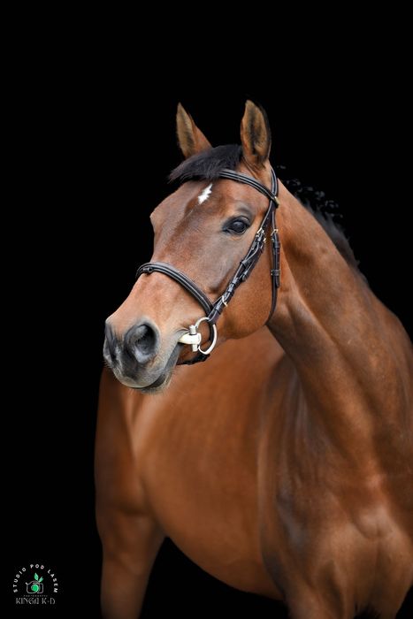 Śliczna doświadczona klacz