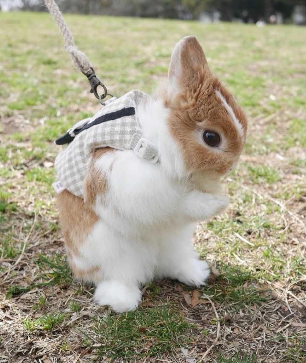 Coelhos anões mini holandês e minitoy muito fofos, KIT completo