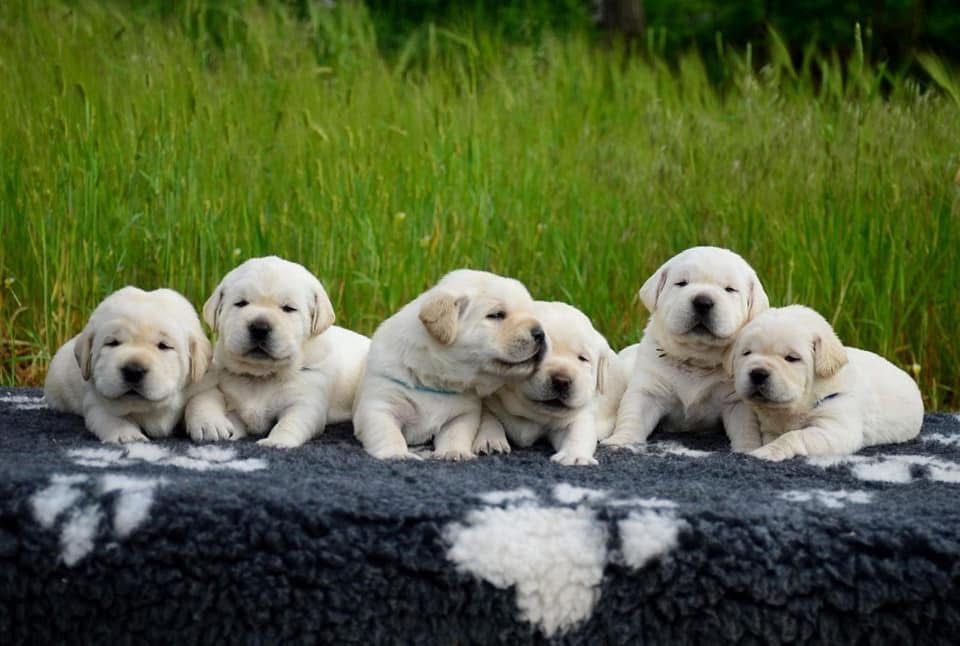 Цуценята лабрадора! Від здорових та титулованих батьків!