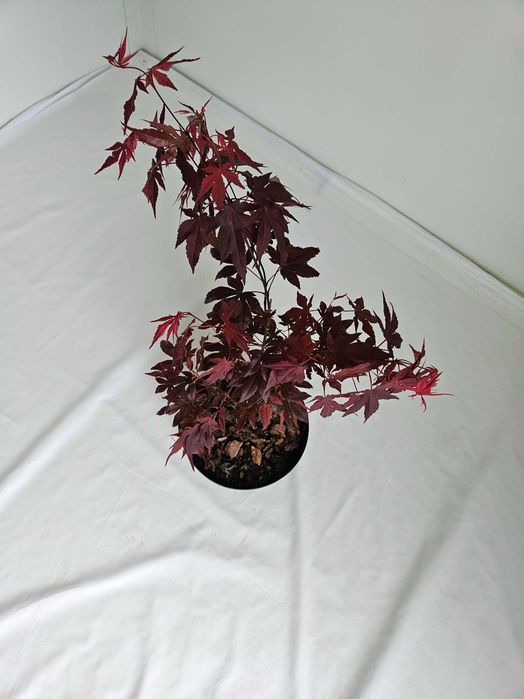 Klon palmowy bonsai ‘Bloodgood’ 45 cm donica 2L