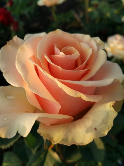 Продаю саженцы роз, кусты роз чаиногибридные ,спрей ,вьющиися