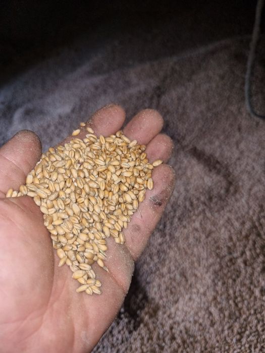 Pszenica ozima po centrali FOX