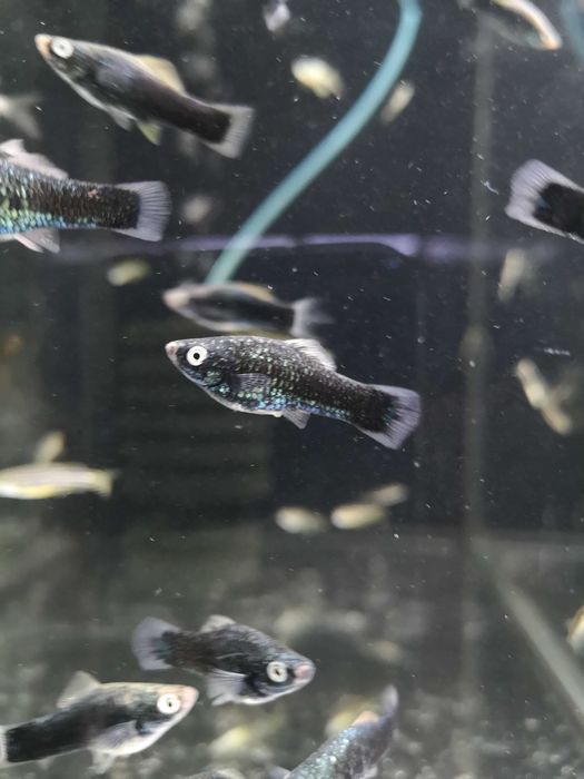 Mieczyk- Tina Zoo Zabrze