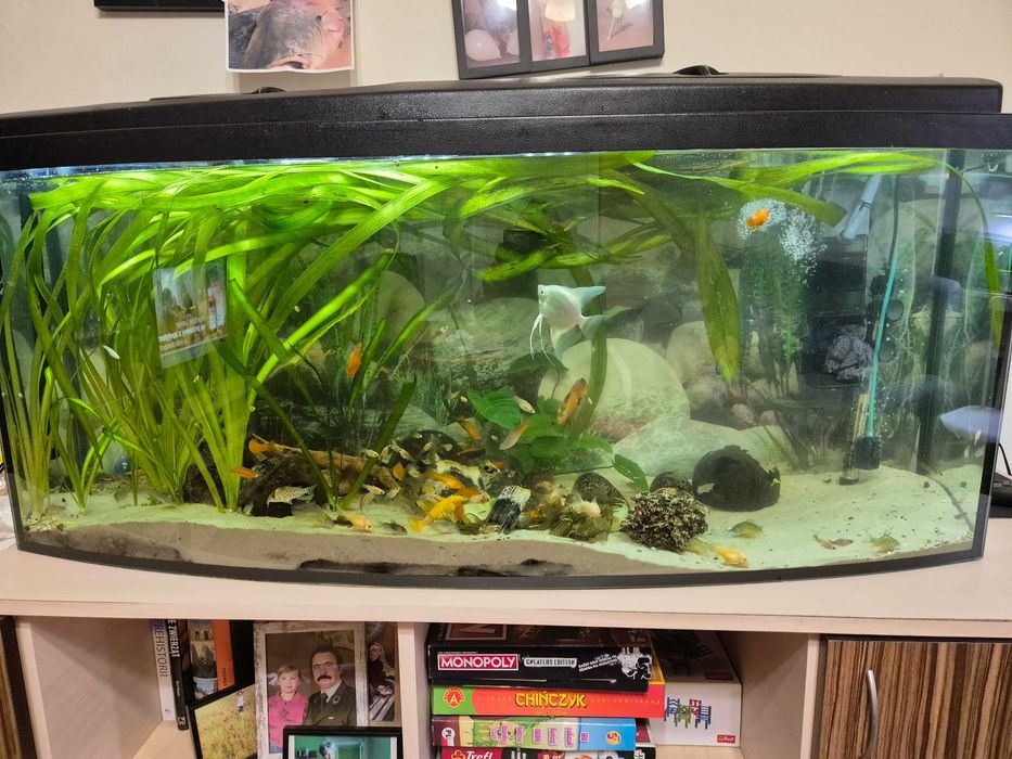Akwarium panoramiczne 240l wraz z komodą i bogatym życiem