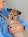 Chase - słodki szczeniaczek szuka kochającej rodziny ADOPCJA