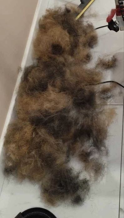 Sierść i podszerstek na KUNY