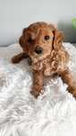 Maltipoo piesek rudy ciemny beż