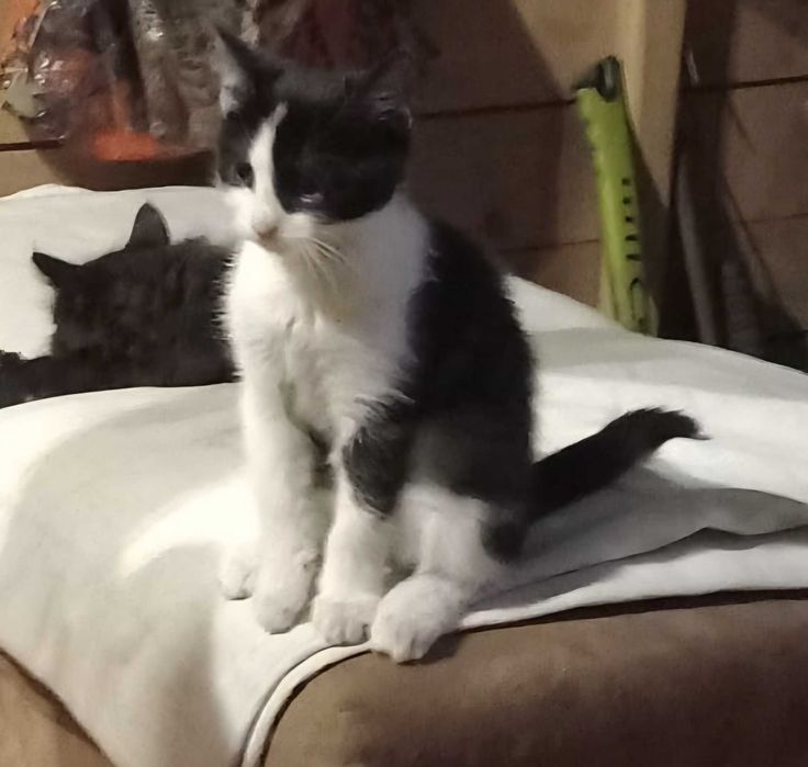 Koty szukają domów