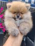Szpic miniaturowy pomeranian