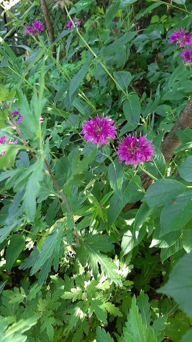 Полуниці Букет монарди розової