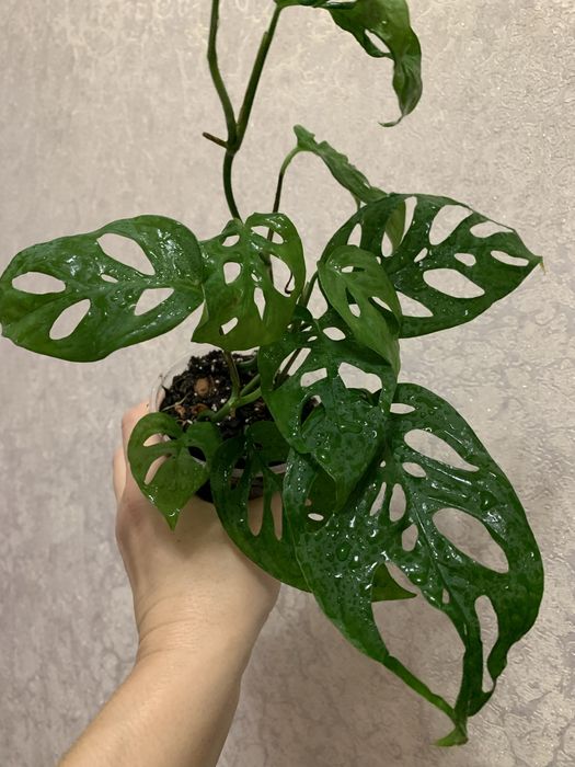 Продам монстеру з кружевним листям