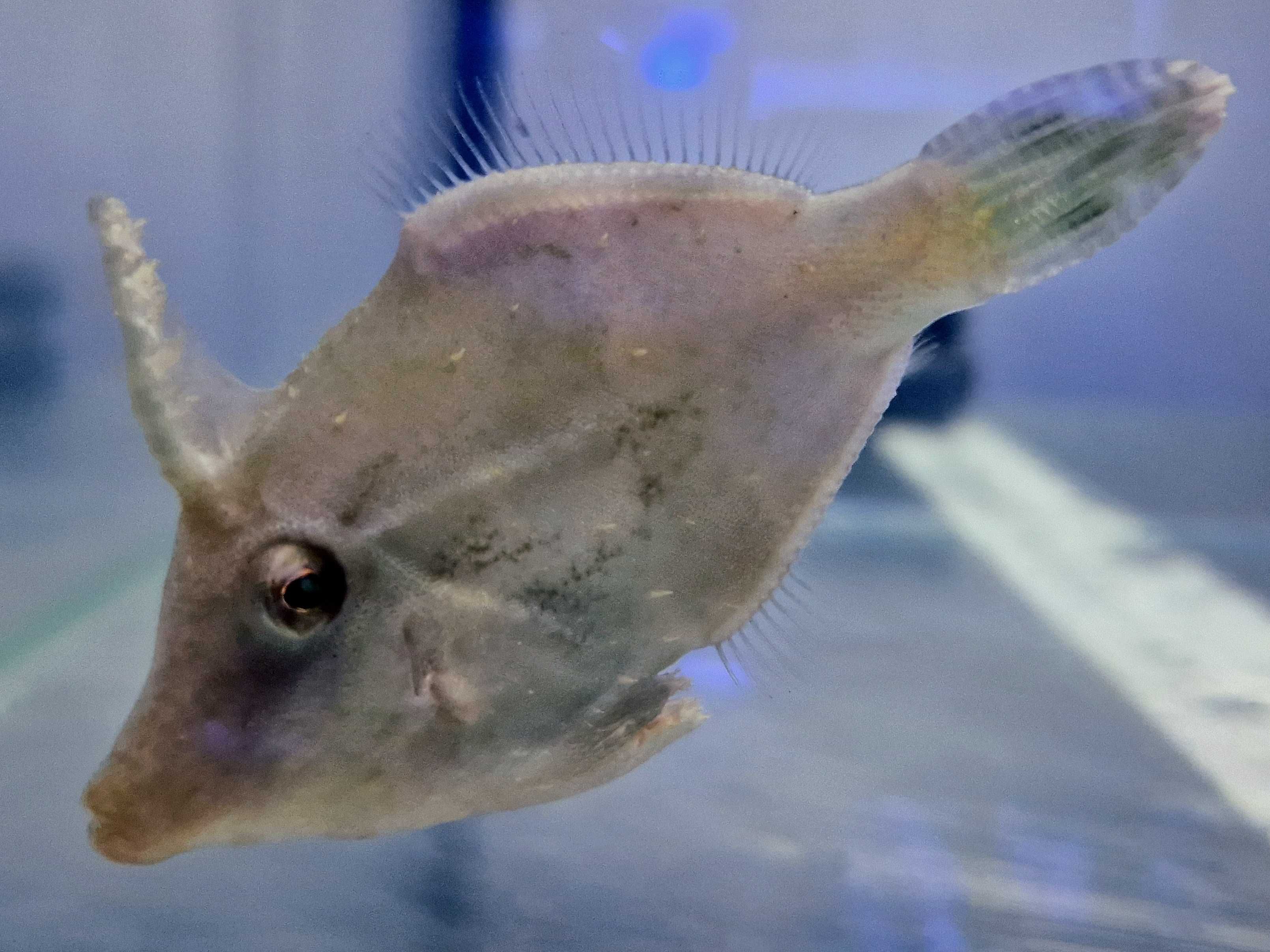 Acreichthys tomentosus Brzydal Ryba Akwarystyka morska Poznań