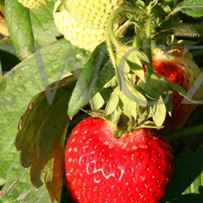 Sadzonki truskawek 6 odmian