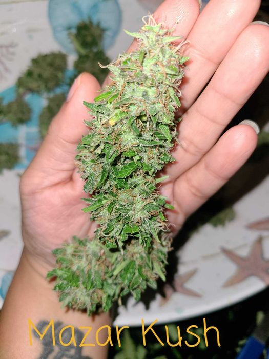 1g ROYAL SKYWALKER Susz Roślinny cbt cbl cbc Lot w kosmos! Działa !