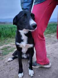 LJUK-ok 10 mies. bardzo miły psiak, uratowany w Bułgarii.