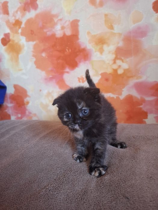 Кошенята шукають собі дім