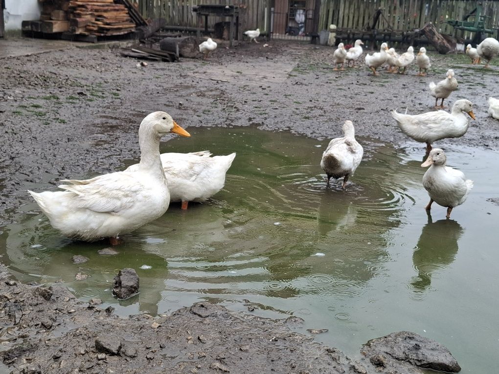 Kaczki Pekin maximus