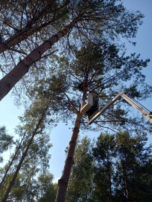 Podnośnik Koszowy Zwyżka Wynajem mycie elewacji wycinka drzew Montaż